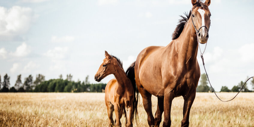 Horses Can Smell Human Fear and Anxiety 